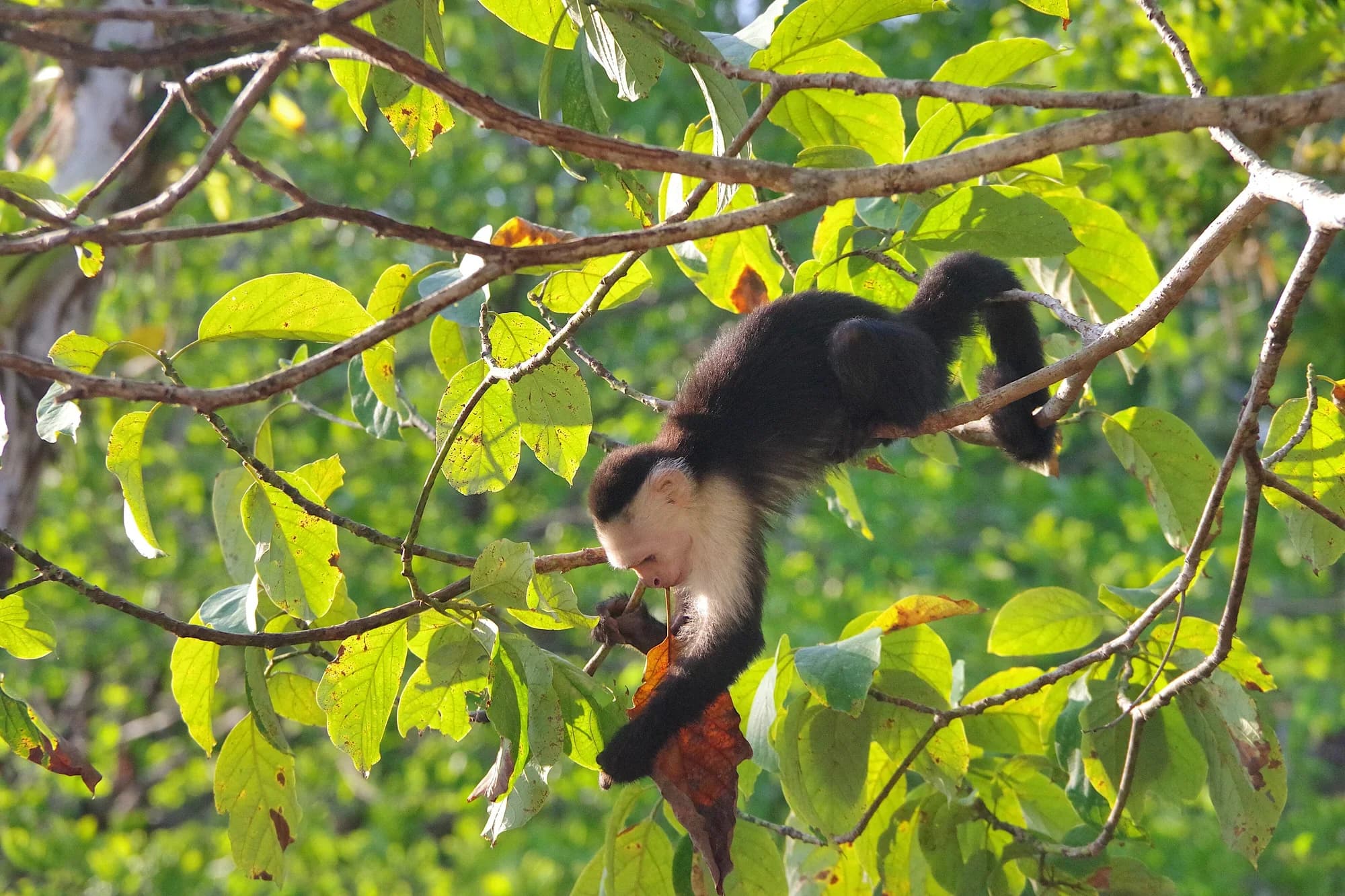 Weißschulterkapuziner in Costa Rica