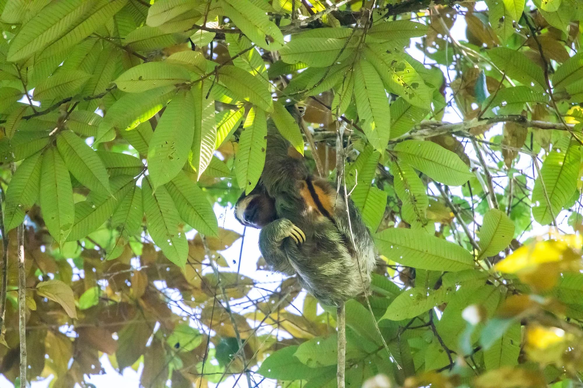 Dreizehenfaultier in Costa Rica