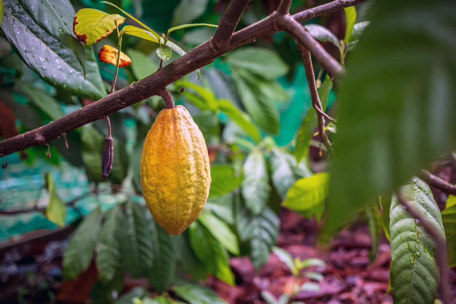 Magic Caribbean: Rivers & Chocolate