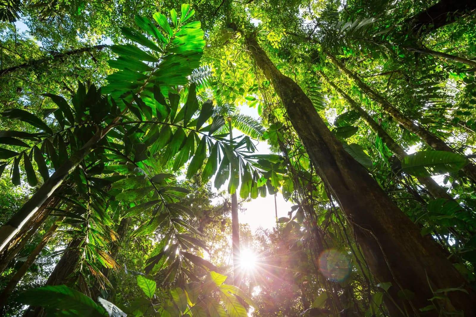 Pura Vida: San José, Tortuguero & La Fortuna